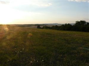 Pohľad na psiarkovú lúku v Horných Brhlovciach